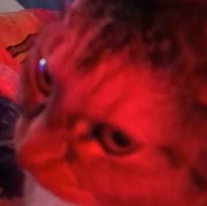 Meet your Posher, Lena